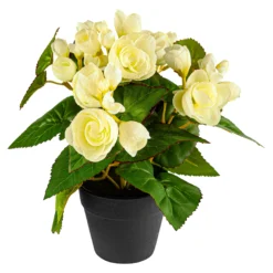 Begonienbusch creme