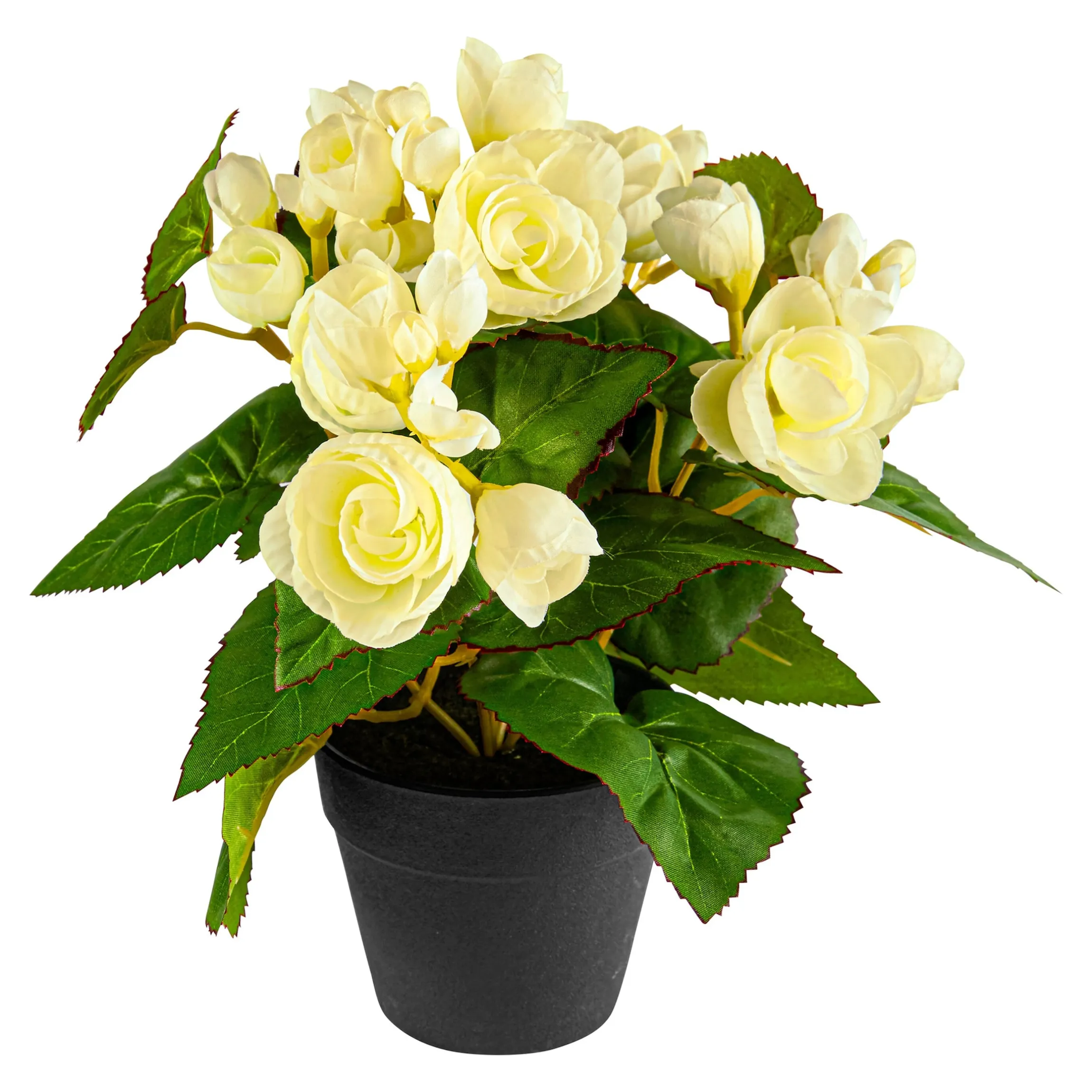 Begonienbusch creme