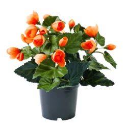 Begonienbusch orange