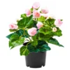 Begonienbusch rosa