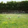 Gartensprinkler, 2 Stück