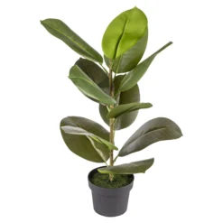 Kunstpflanze „Gummibaum“