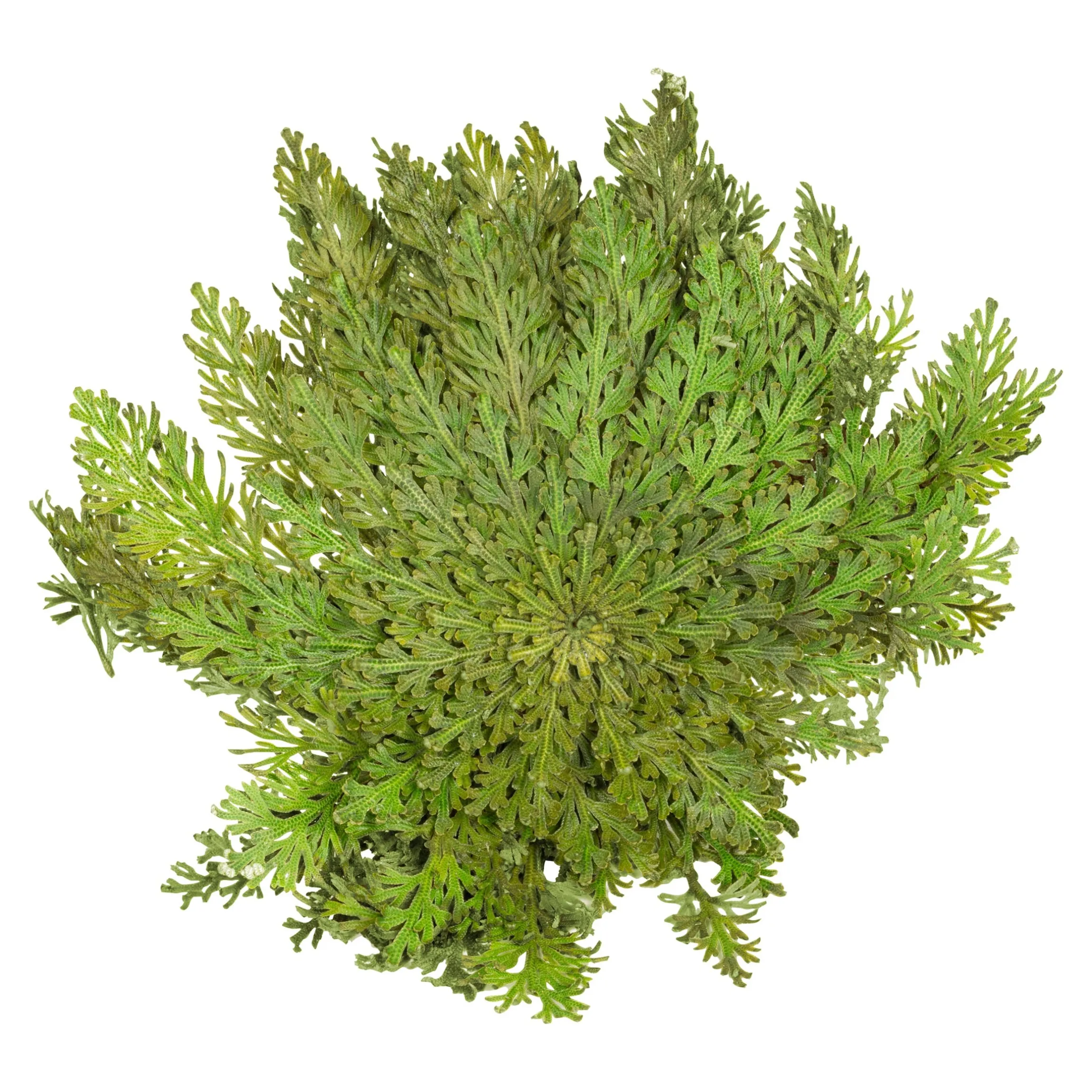 Rose von Jericho