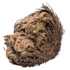 Rose von Jericho