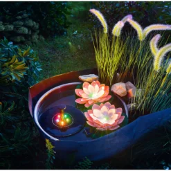 Solar-Seerose rosa