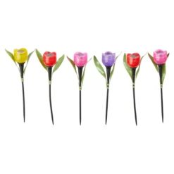 Solar-Tulpen