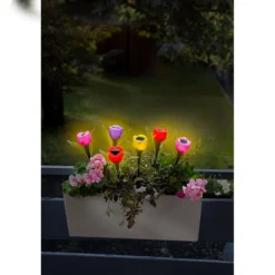 Solar-Tulpen