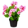 Stehgeranien rosa