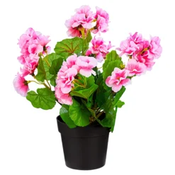 Stehgeranien rosa