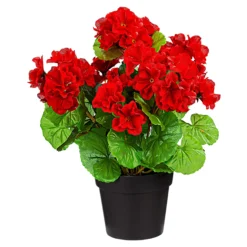 Stehgeranien rot