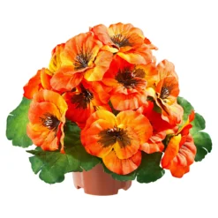 Stiefmütterchen orange