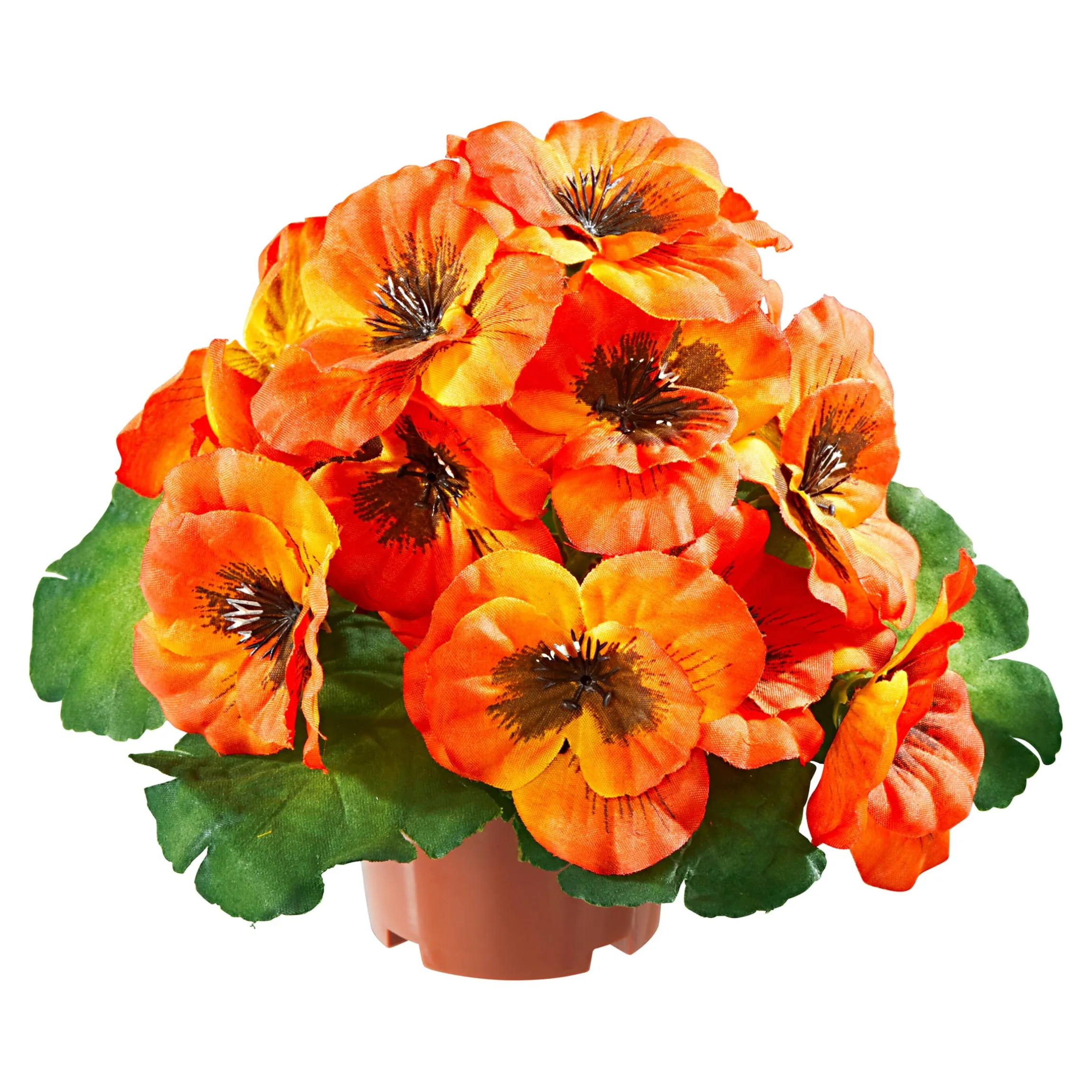 Stiefmütterchen orange