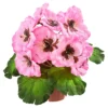 Stiefmütterchen rosa