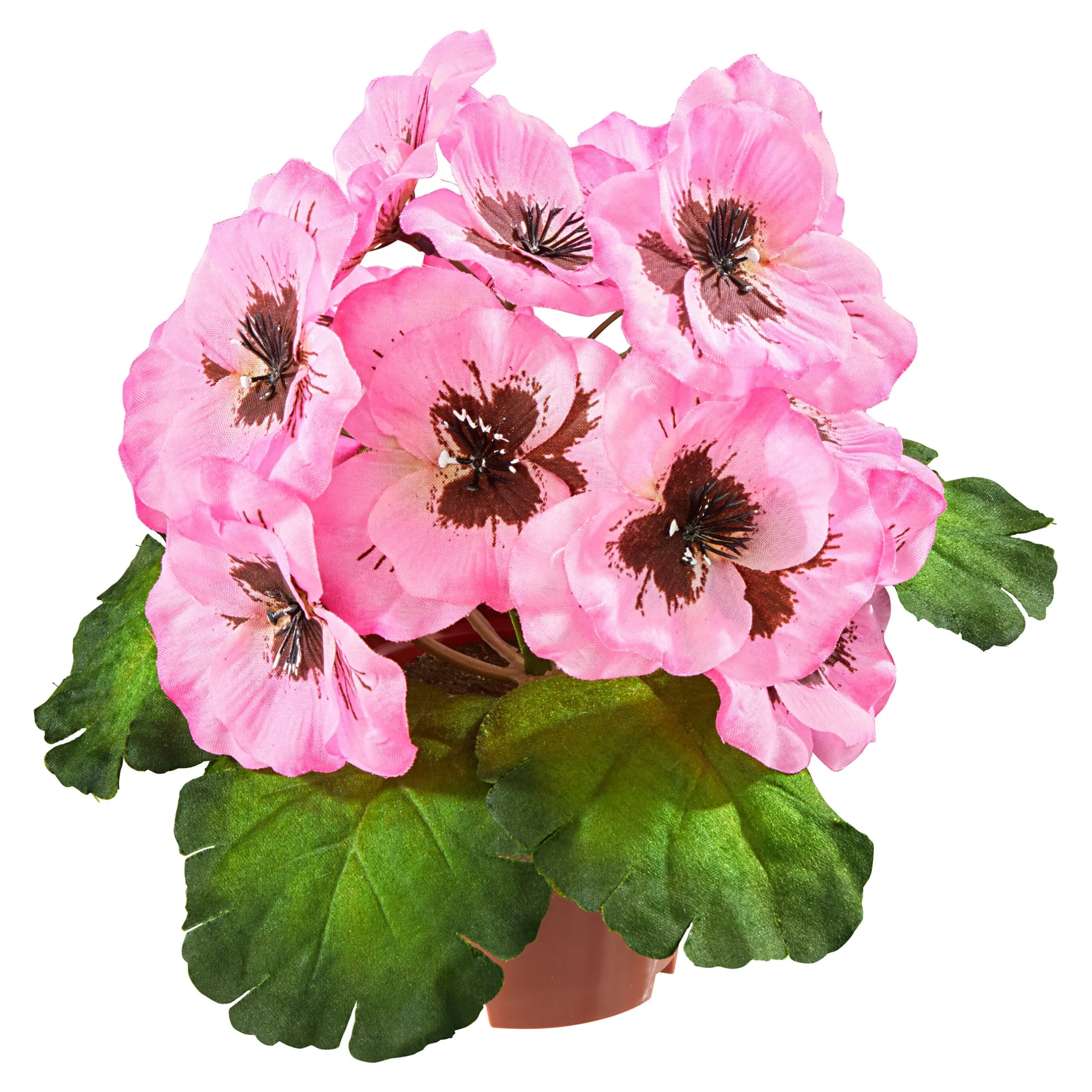 Stiefmütterchen rosa